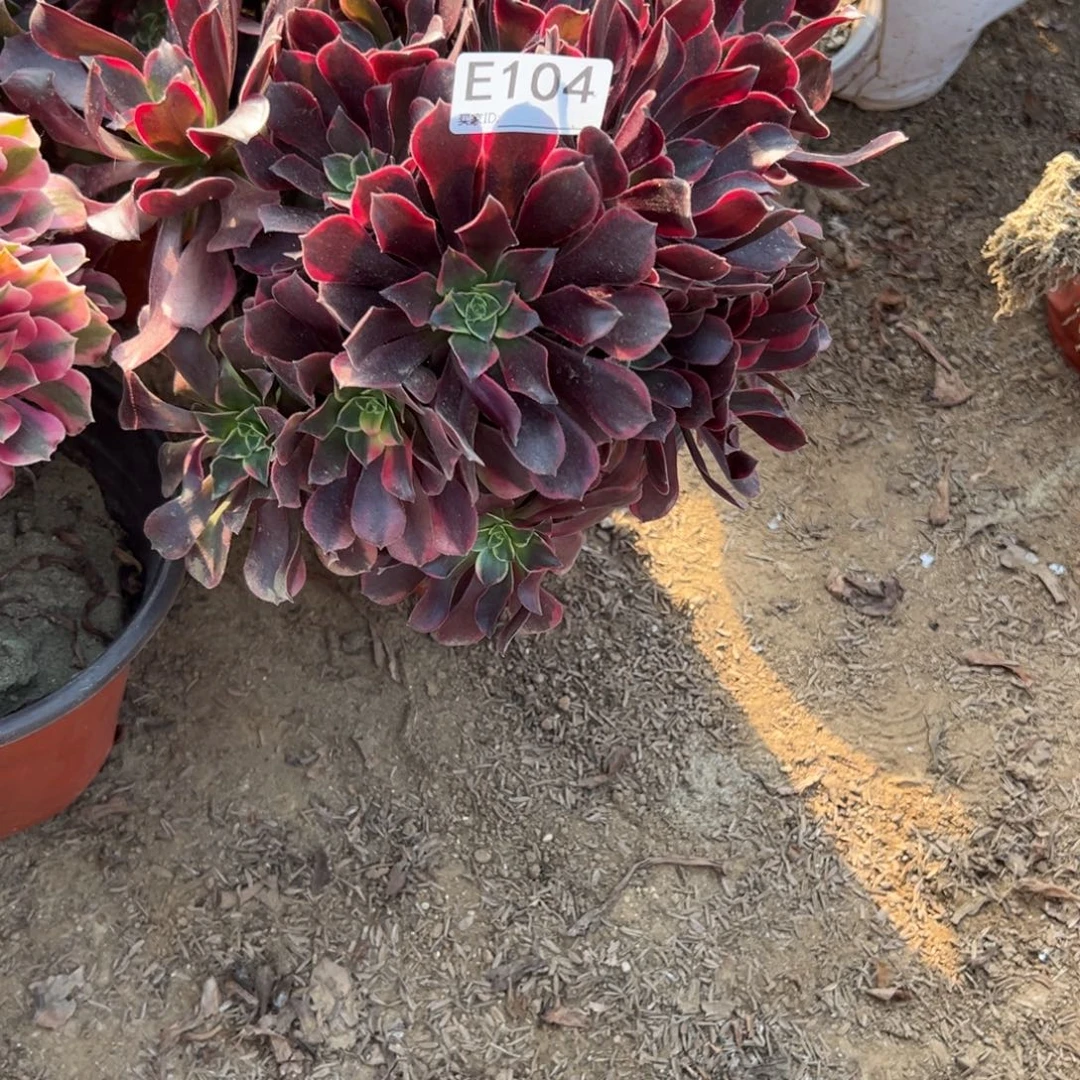 104金丝雀多肉植物法师多肉
