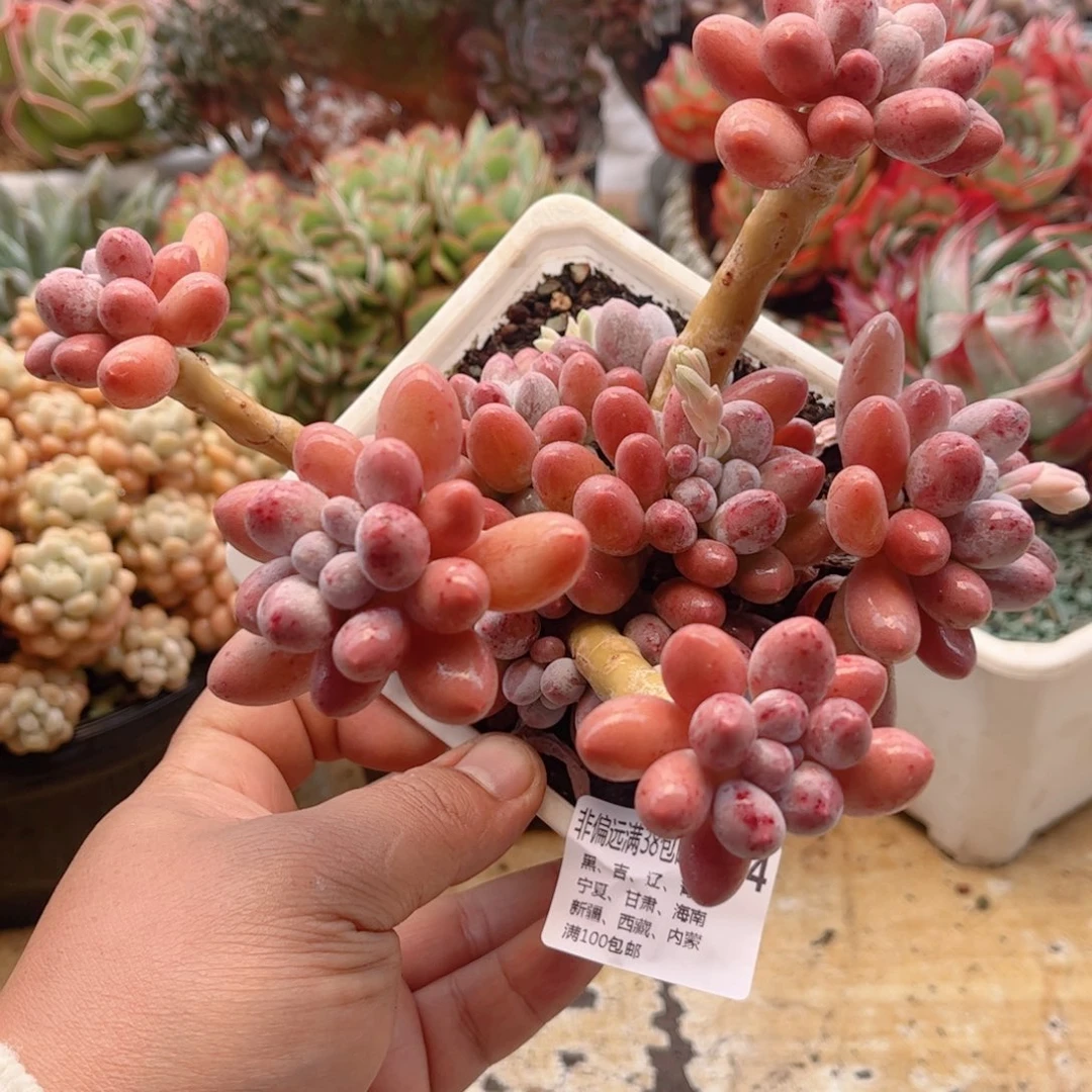 464汤圆德华多肉