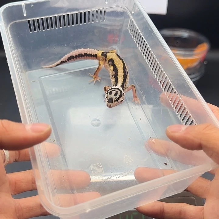 豹纹守宫土匪弟弟