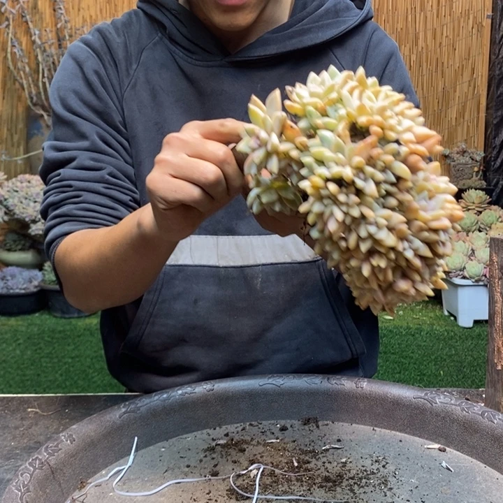 c***e202 号淡雪多肉植物