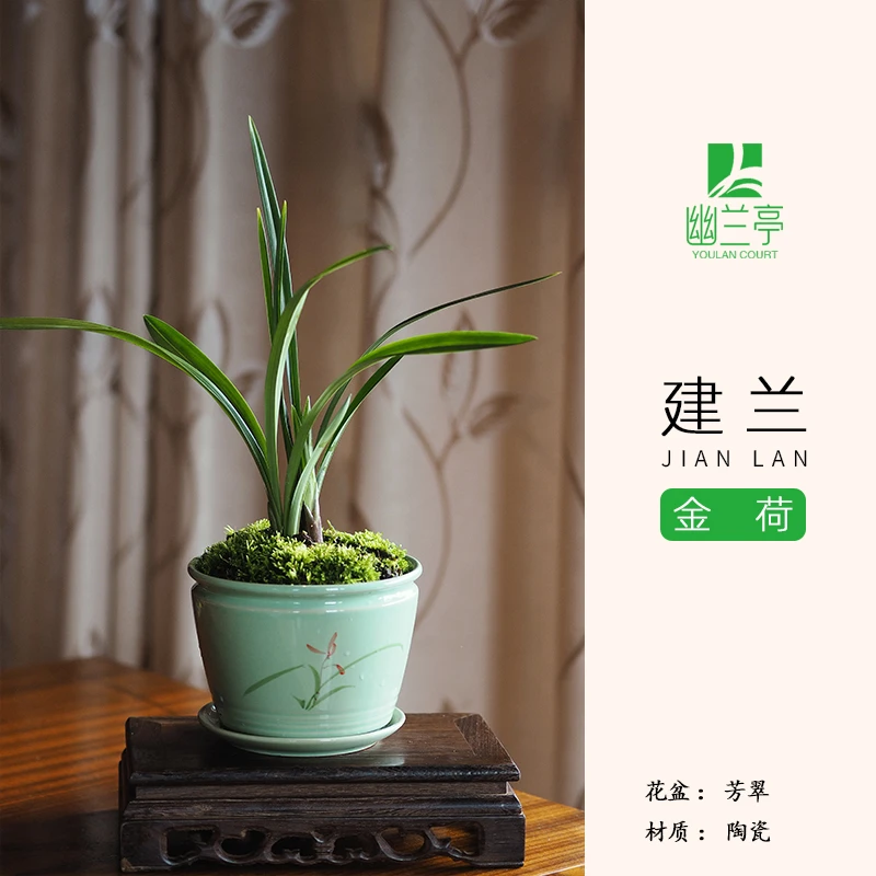 建兰金荷芳翠陶瓷盆浓香兰花当年开花室内外好养易活