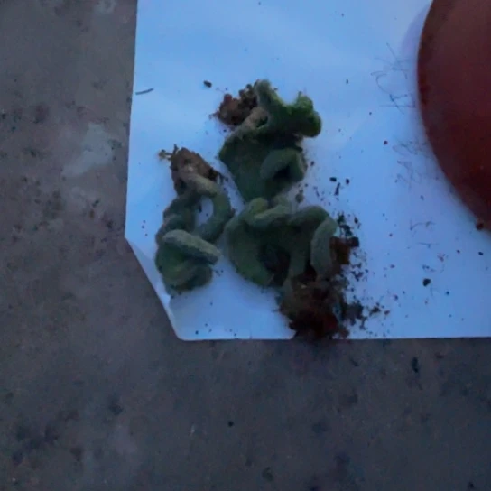 毛毛虫白檀三个小的。不售后