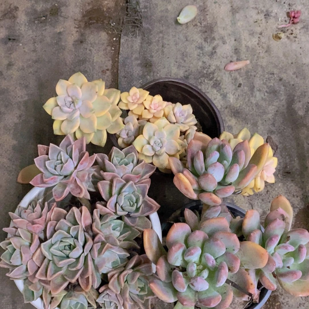 美杏锦，三头灰姑娘，哈利沃森朵朵各一