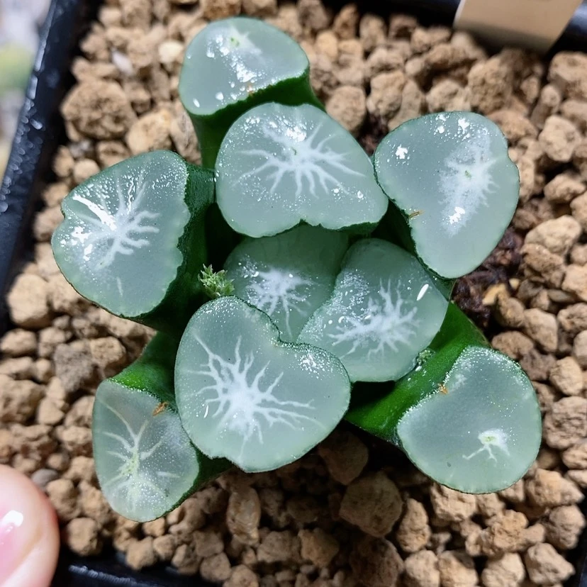 【闪购商品】110望乡
