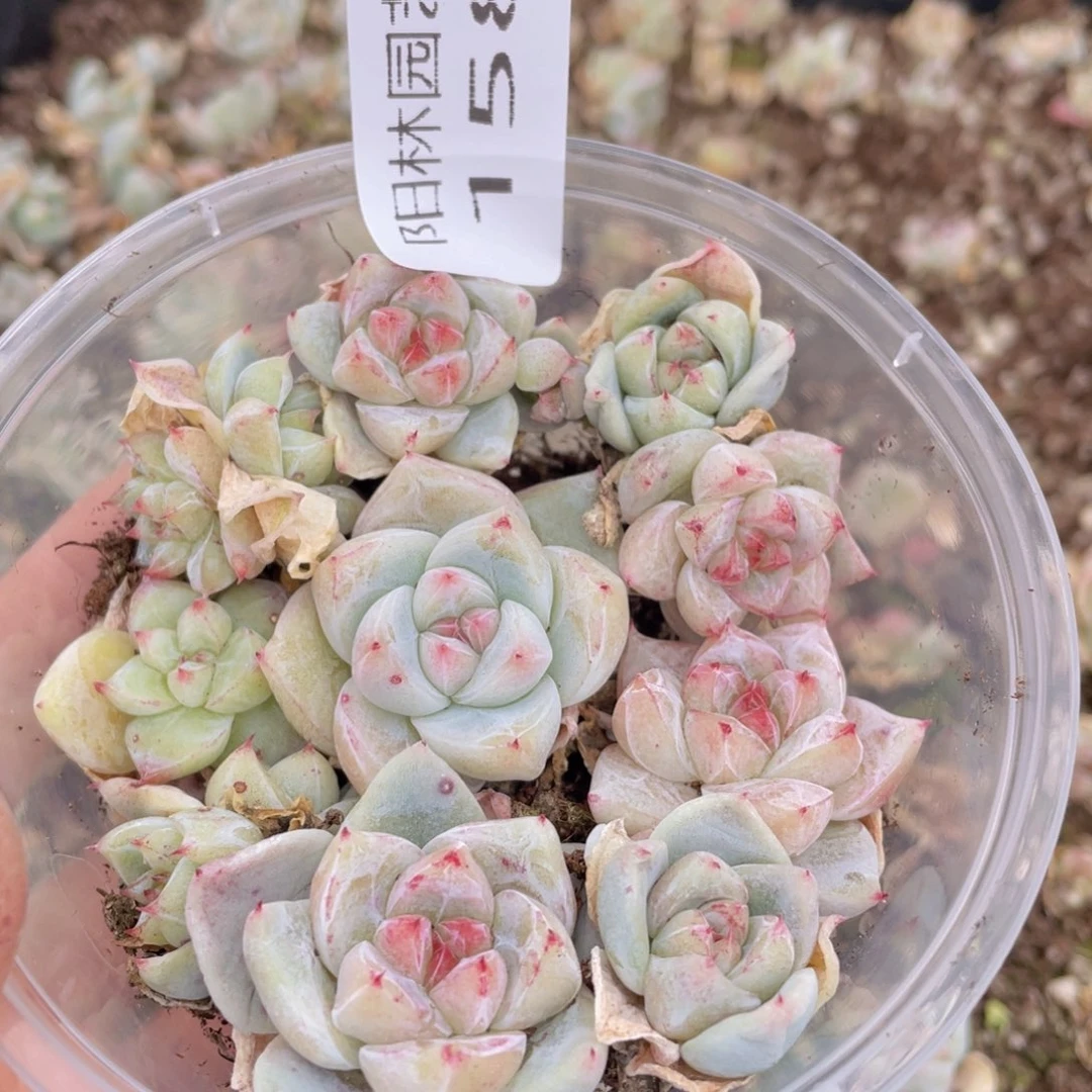 多肉植物多肉植物158