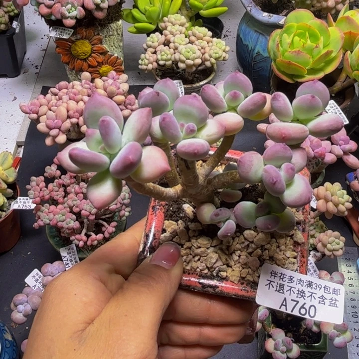 苹果奶酪760/9cm多肉