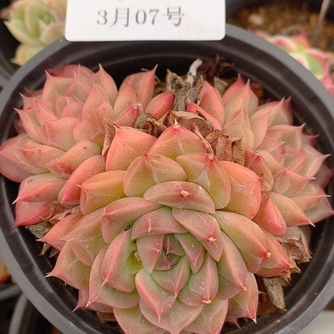 【闪购商品】云495