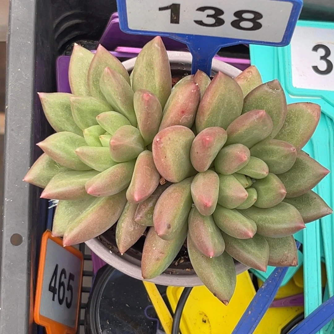 多肉植物米其林138
