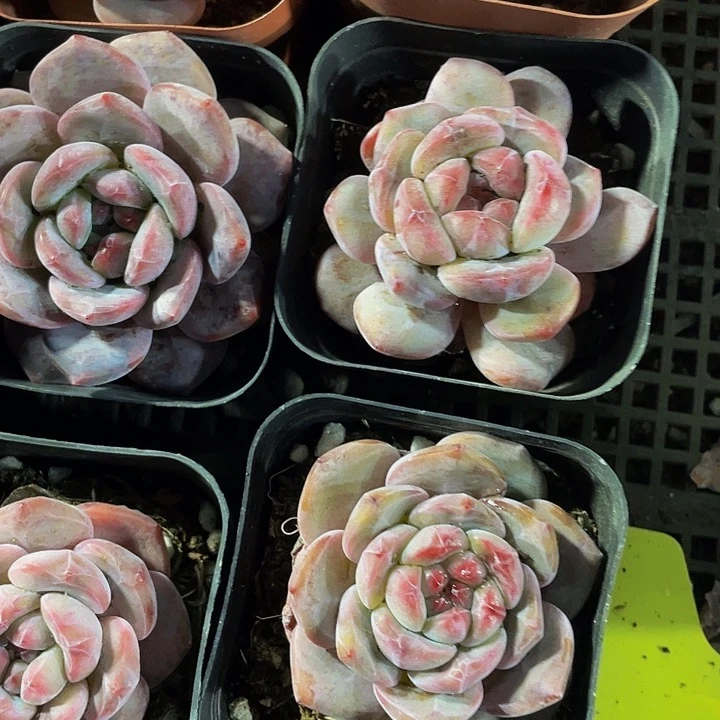 6.5方网红星影城带盆