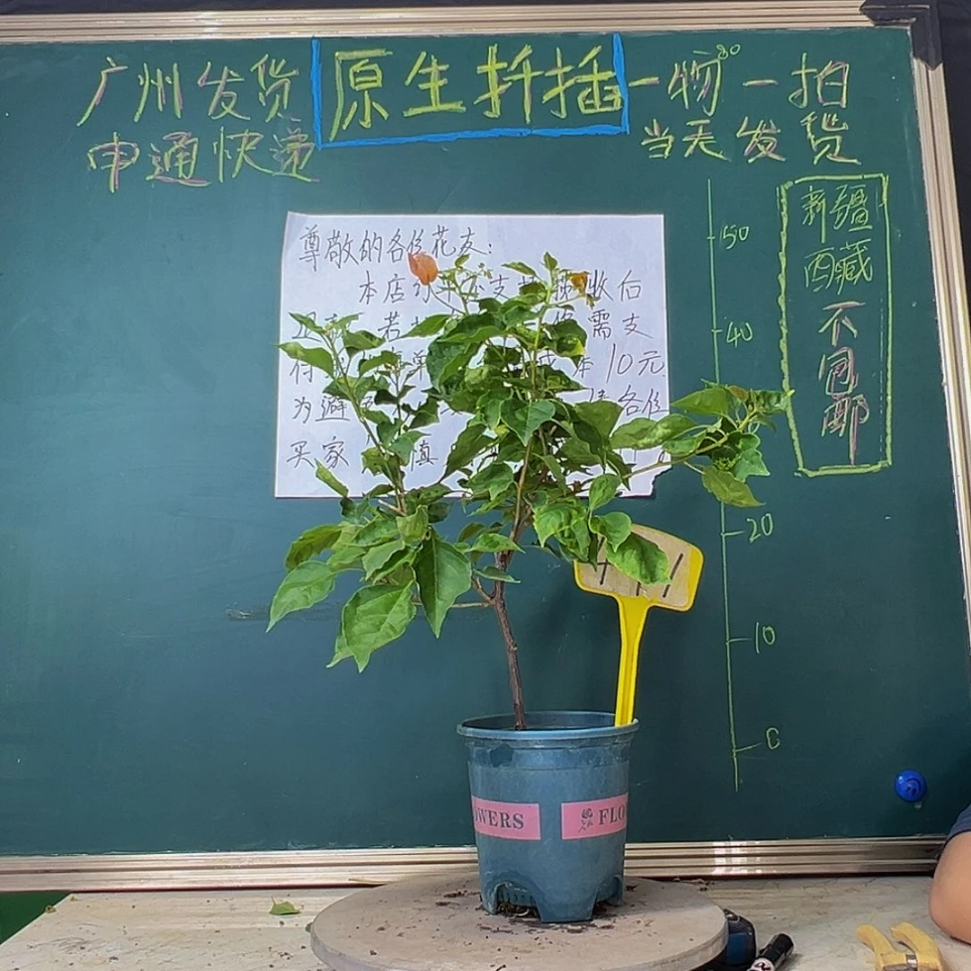 当前无花栽培后可以开花炸 橙九月491