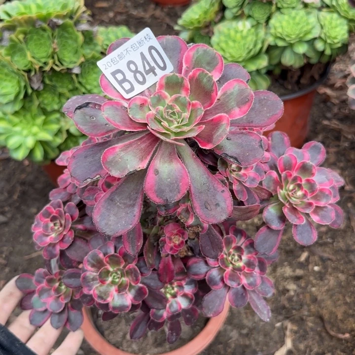 香奈尔……多肉植物……
