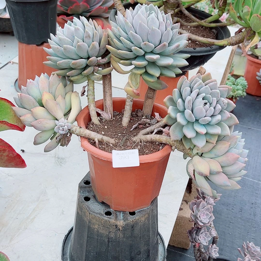 婞***你393胖美人多肉植物多肉