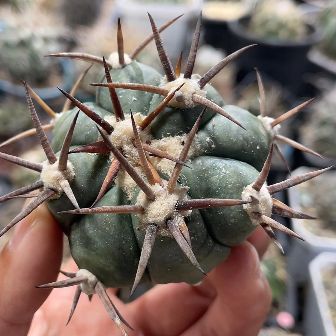 【闪购商品】花王丸才落地6666