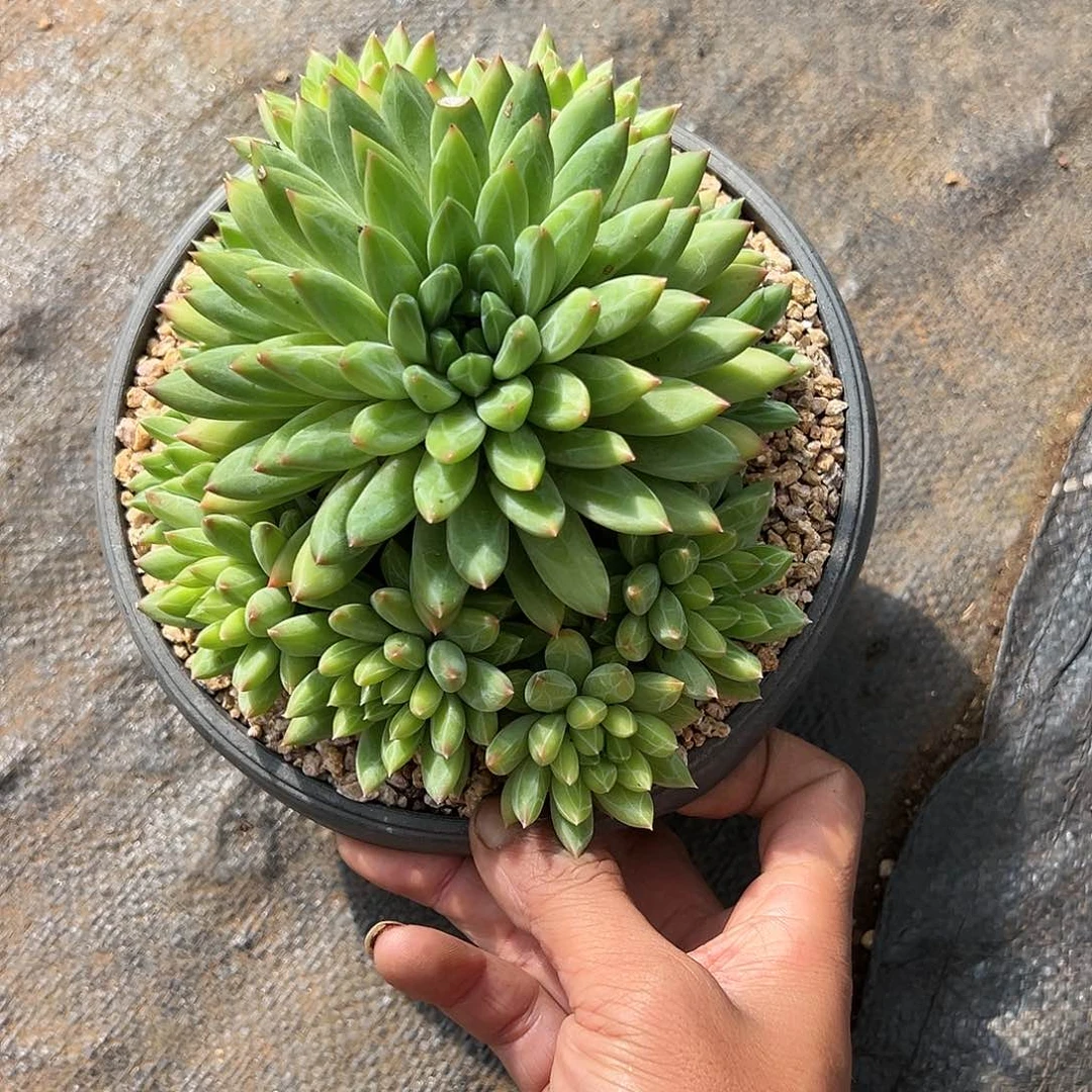 【闪购商品】星际迷航