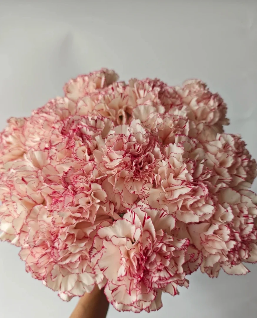 【一件包邮】新品蝴蝶单头康乃馨20支      云南基地鲜花 家养 水养