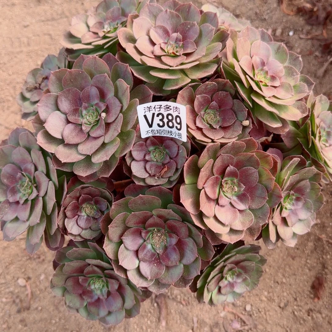 黑骑士发师389冠幅30