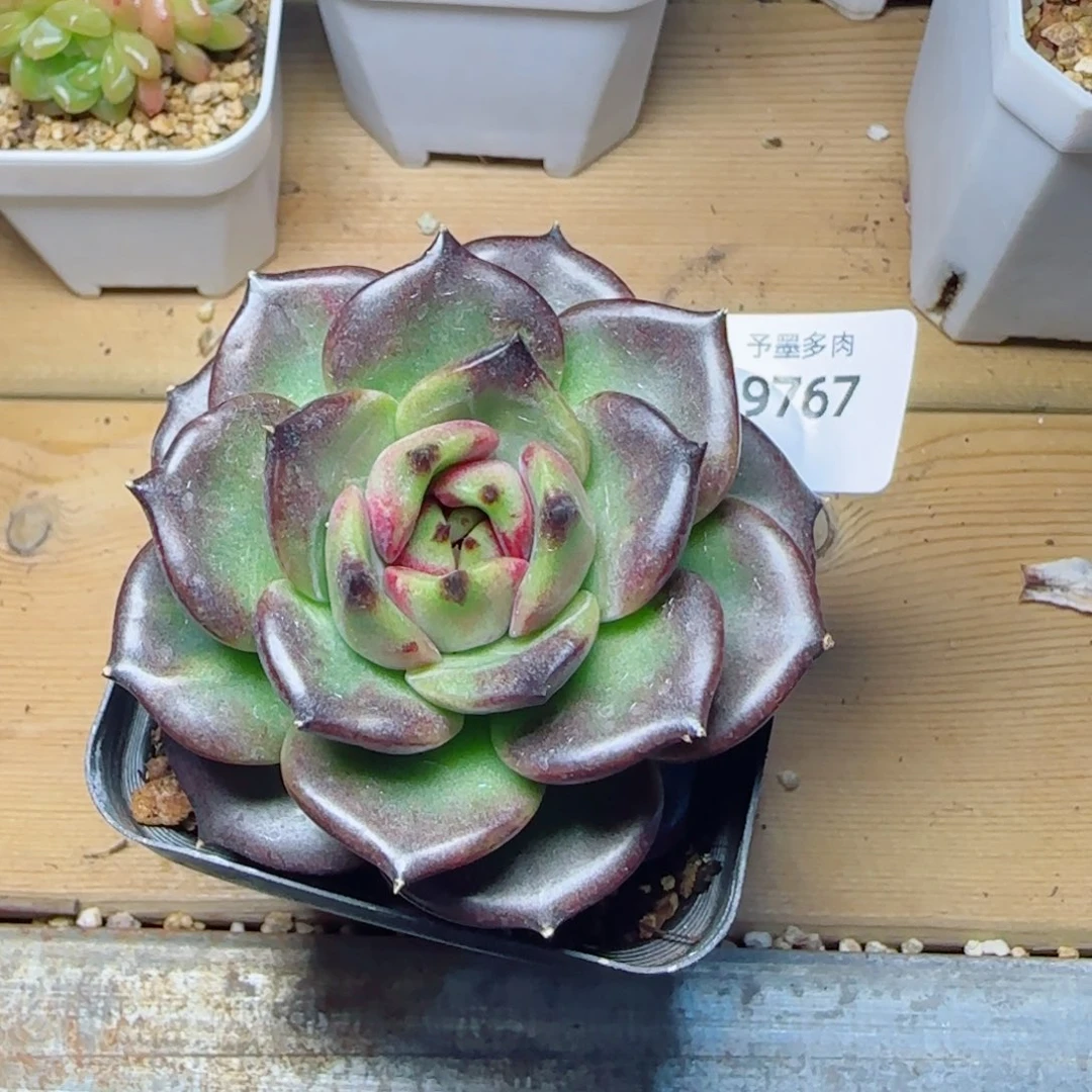 黑玫瑰，9767多肉植物