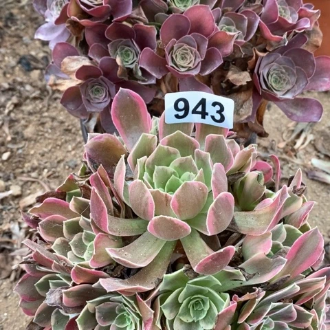金丝雀魅金玫瑰法师多肉植物943