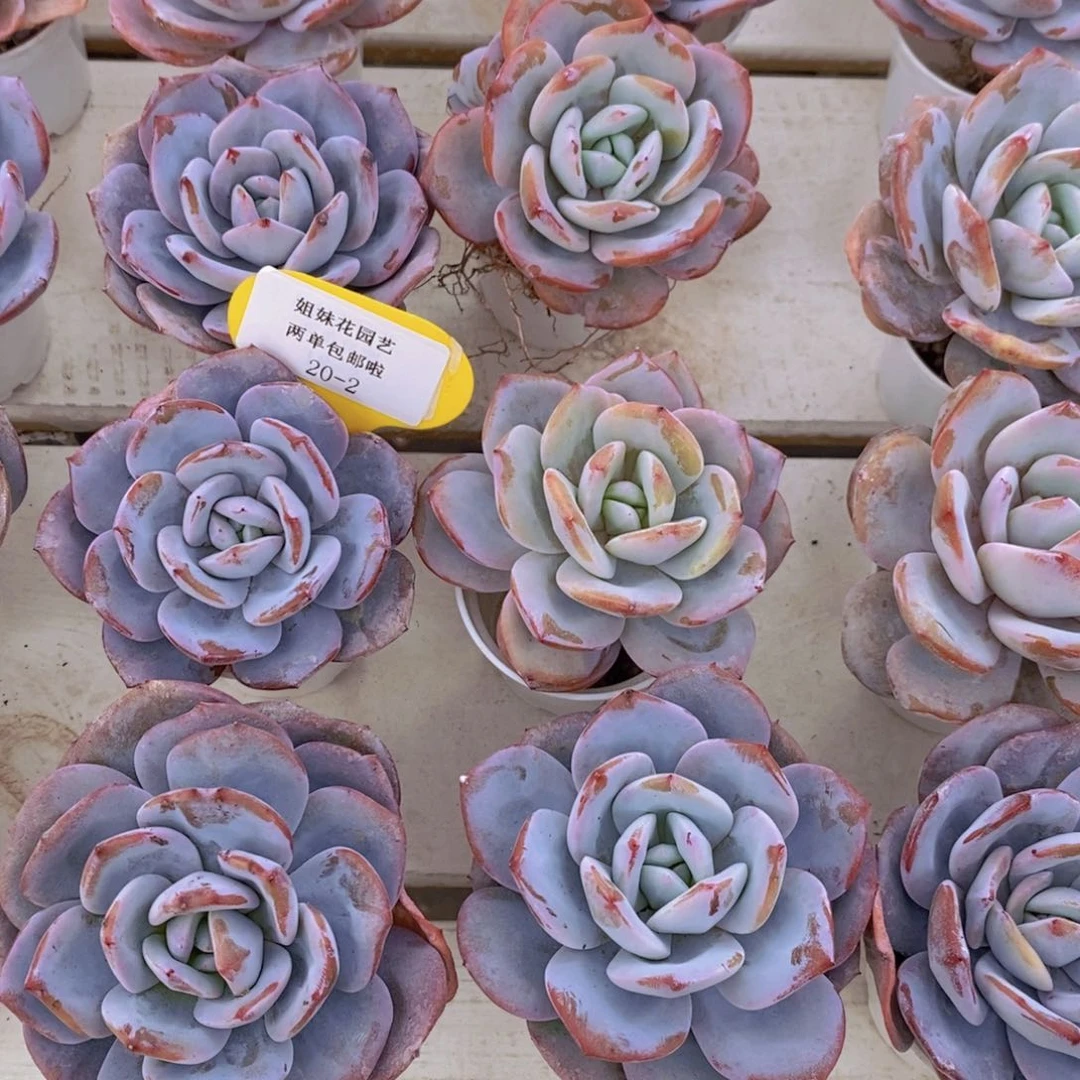 20-2-精品小老桩韩版奶茶单头一个