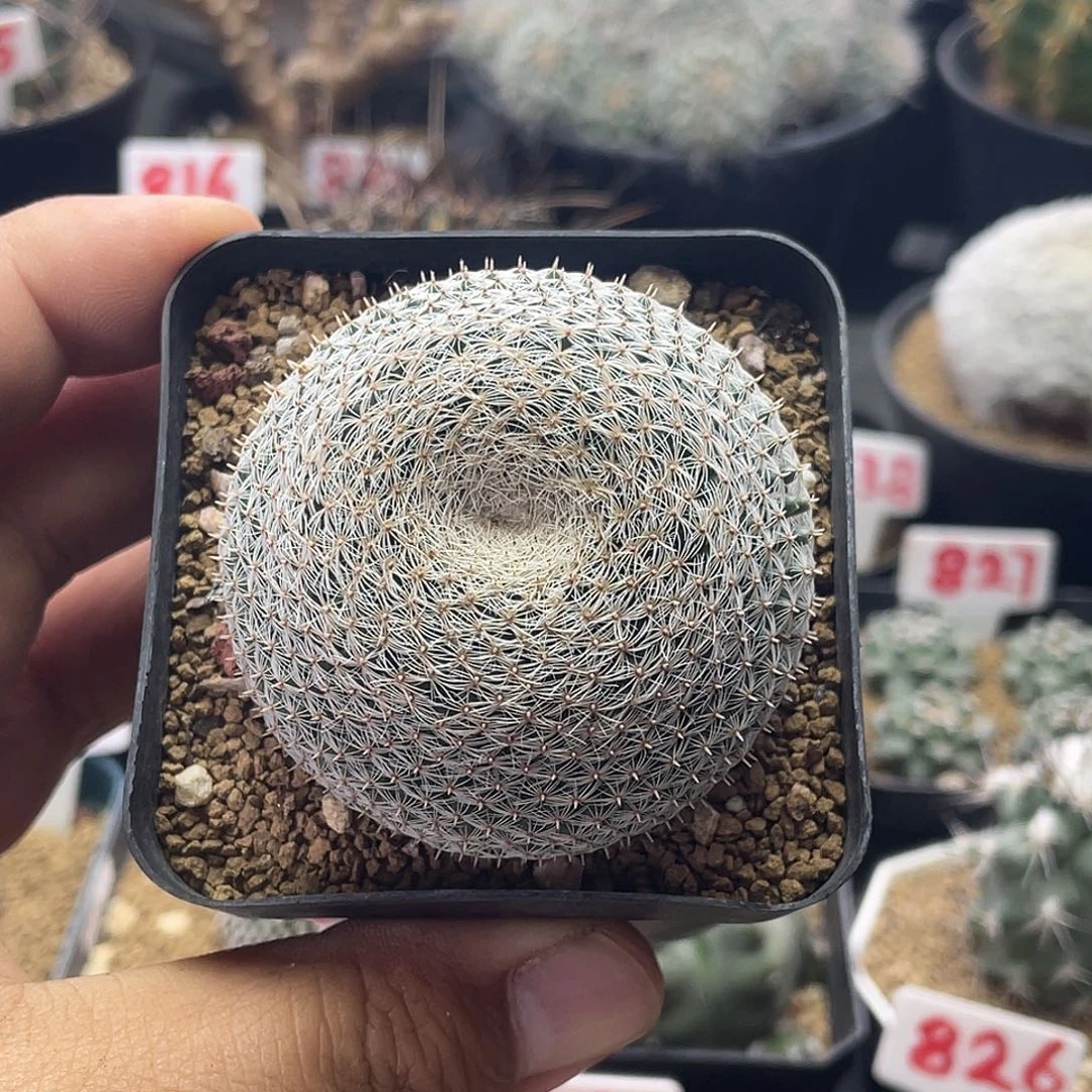 实生恋山彦杂仙人球 微瑕