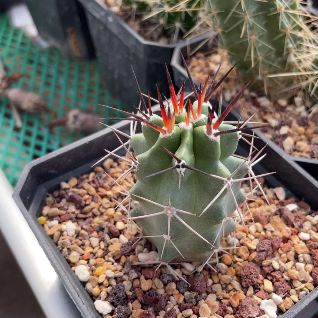 鹿角柱实生仙人球水牛角少刺虾