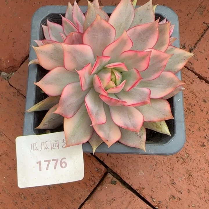 1776宝莲灯锦多肉植物