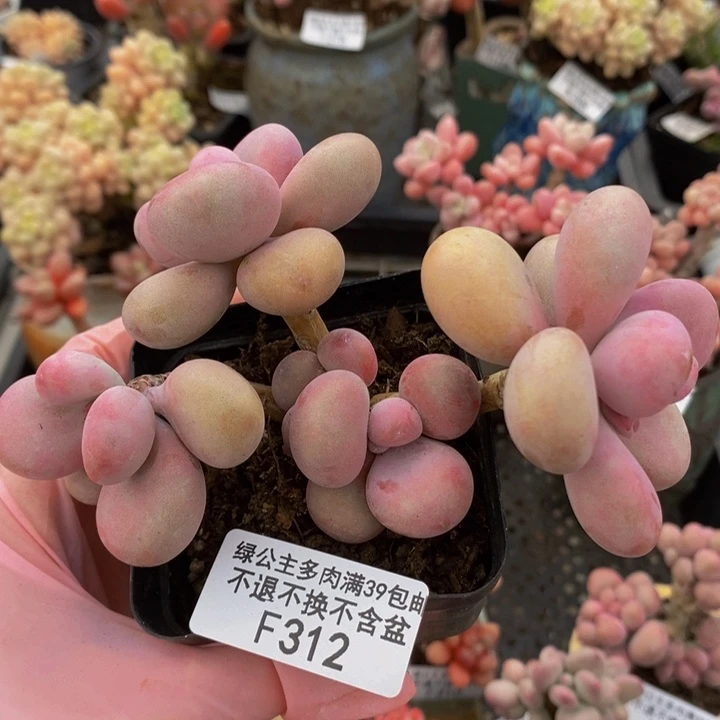 腰子桃蛋9cm312多肉植物