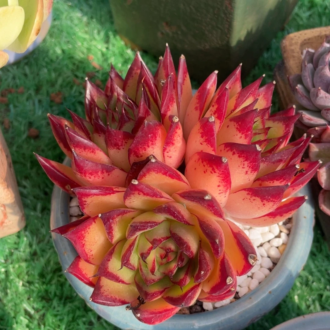 黄皮乌木多肉植物盆栽多肉