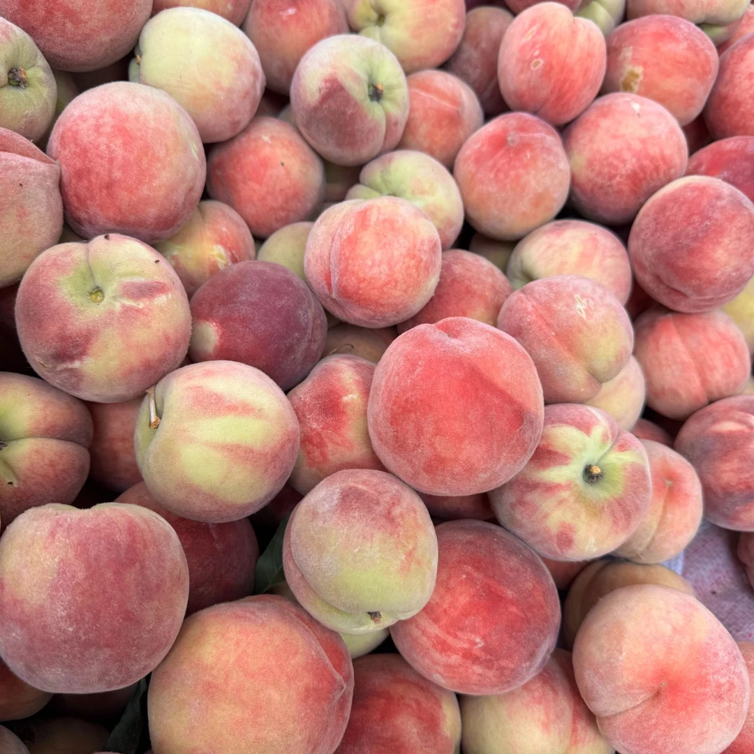 坏果包赔 红不软脆桃 脆蜜桃头茬山西运城应季水果不软