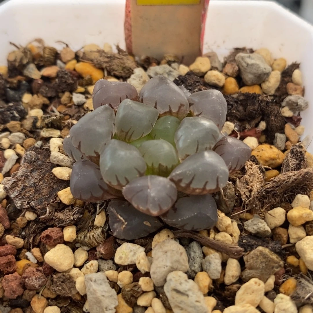 383全窗冰灯锦一物一拍