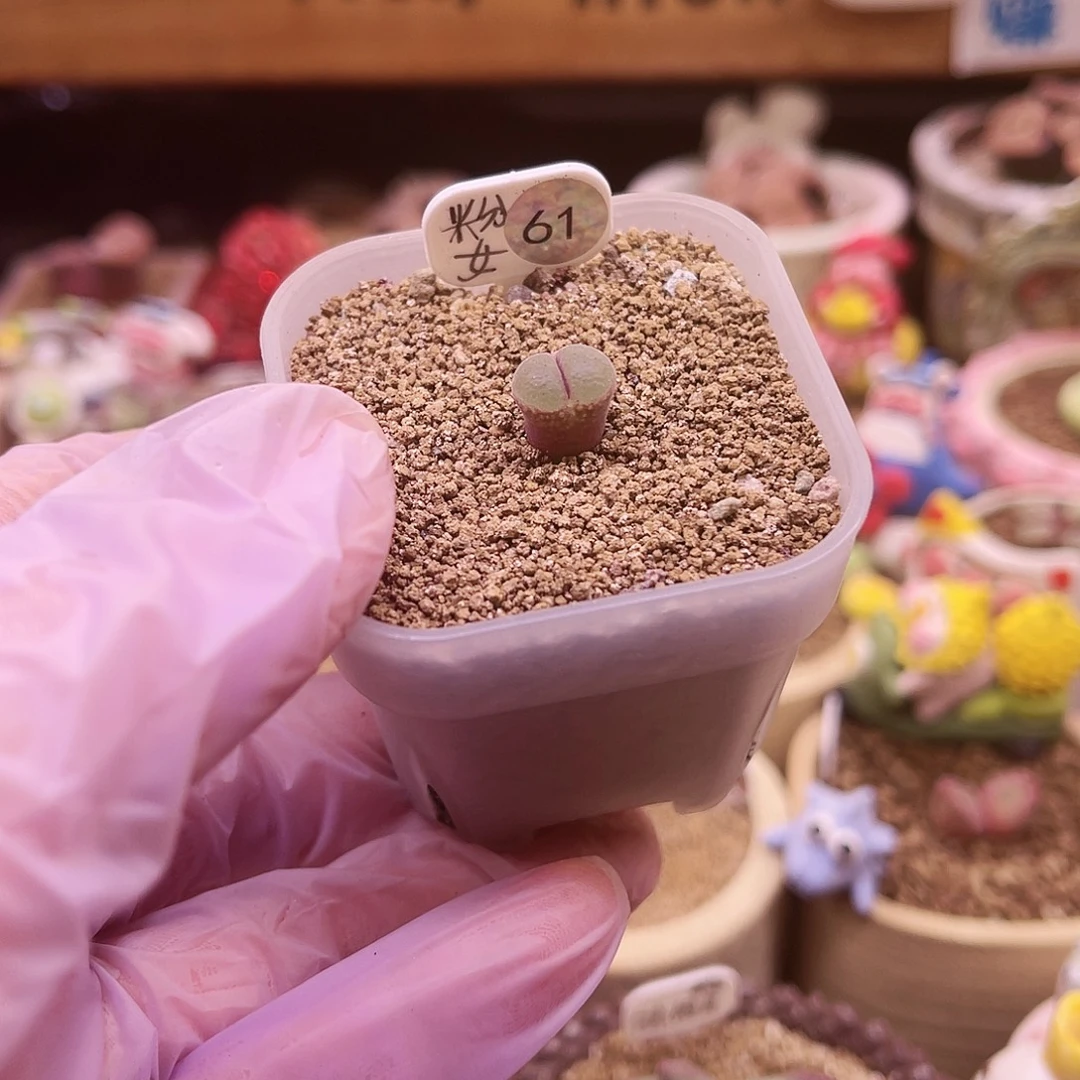 61号三年以上粉红女郎