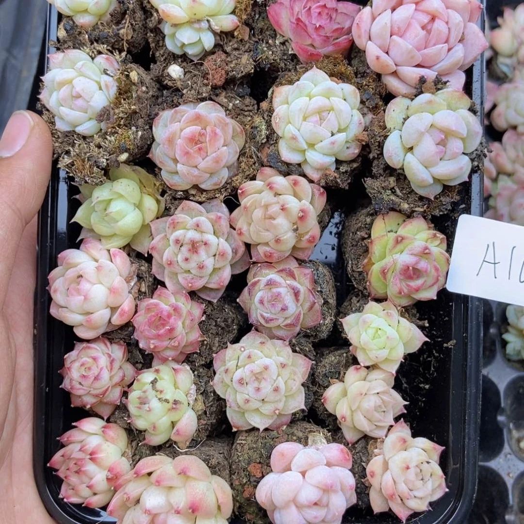 春泥家框拍链接A10