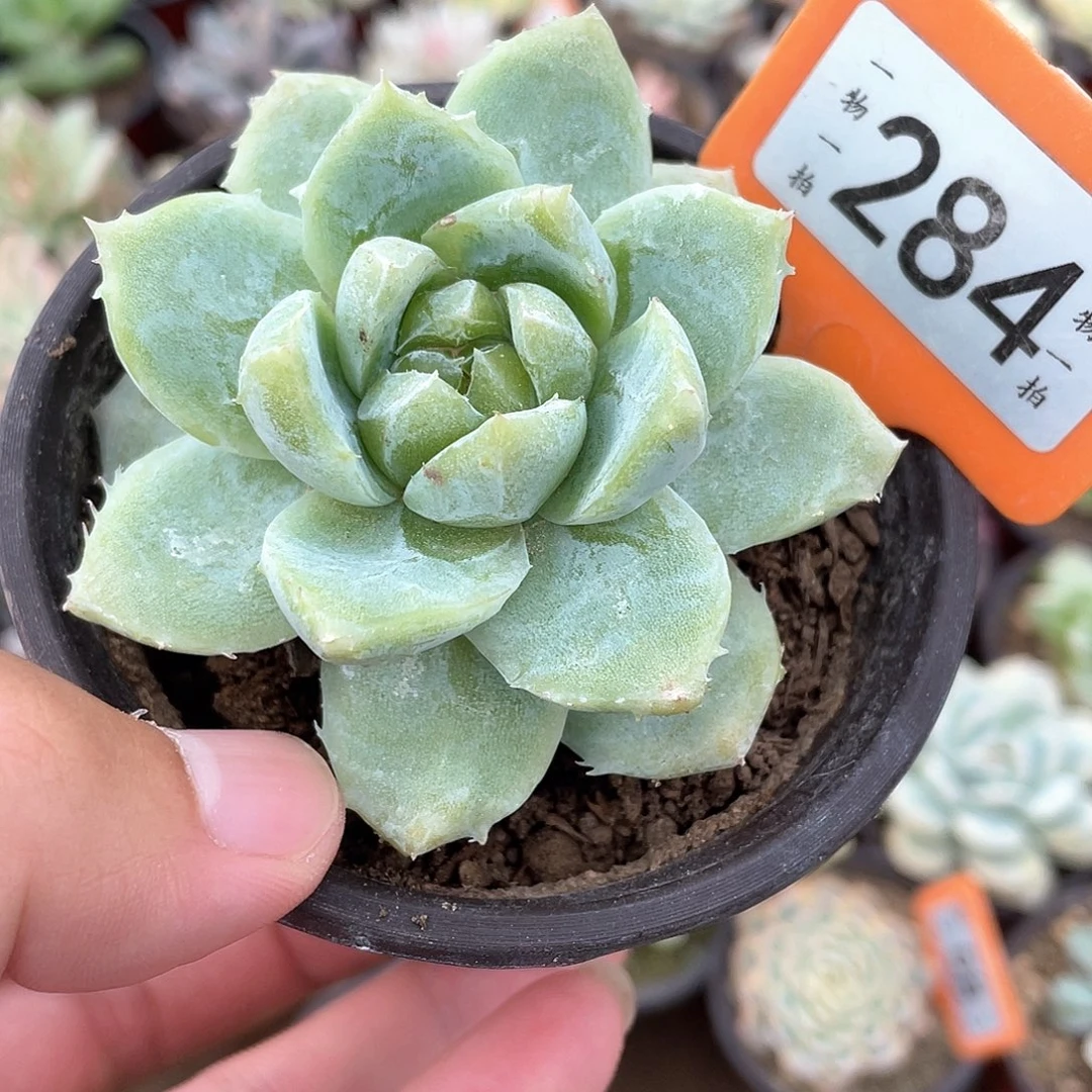 佘***人284号多肉植物盆栽