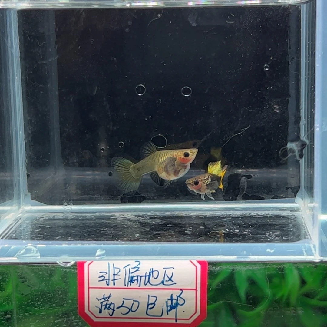 孔雀鱼黄尾向日葵111111111