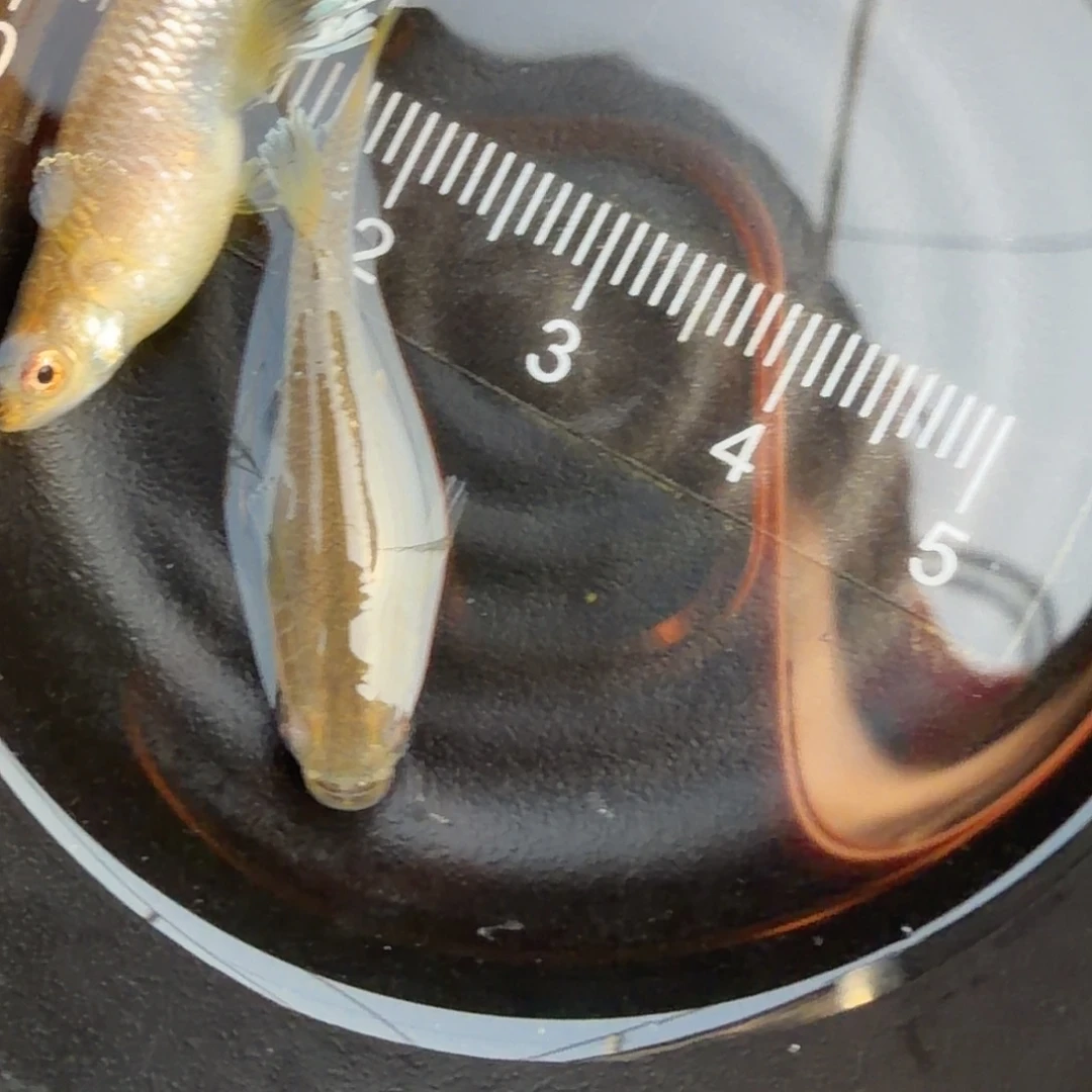 青鳉鱼观背青鳉50