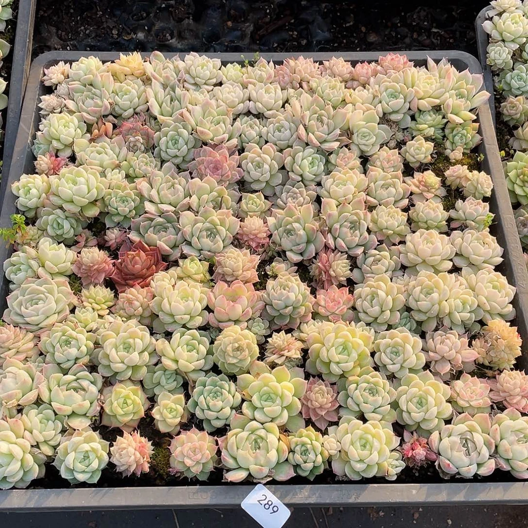 雪***雪289。 切盒发货。