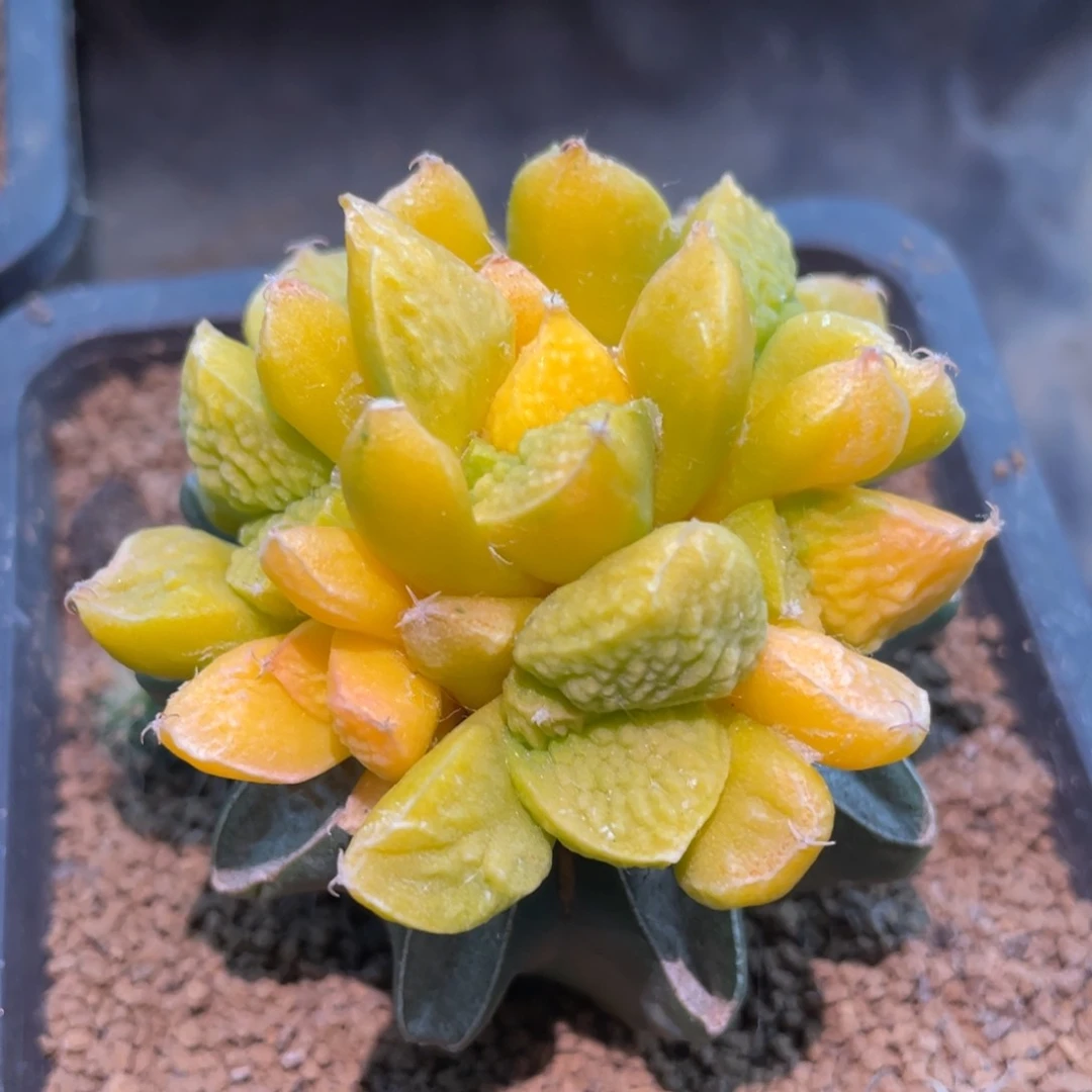 全部花朵手捧花 丸犹菜花牡丹锦群体