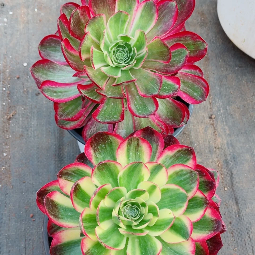 一物一拍多肉法师07