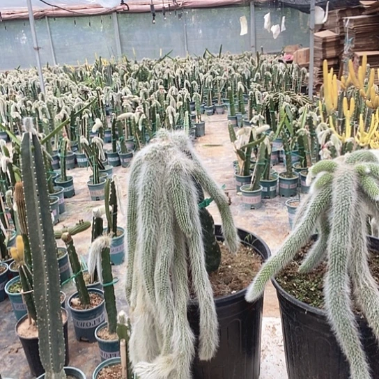 0063脱土发货无售后