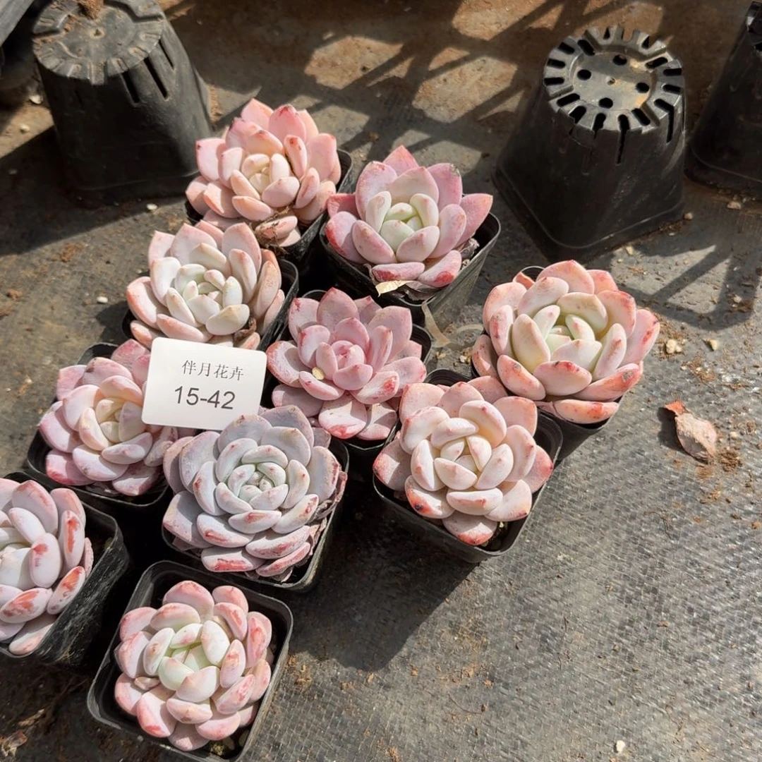 15-42左八奶盖十棵量拍发货