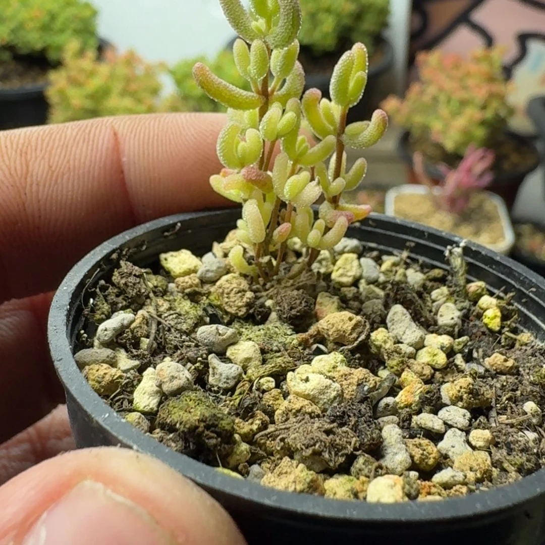 多肉植物枝干番杏
