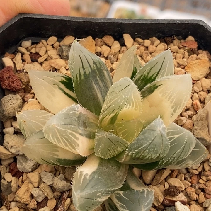 82号毛玉露锦多肉植物