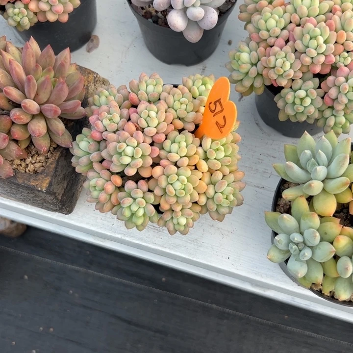 随***哥多肉植物一物一拍