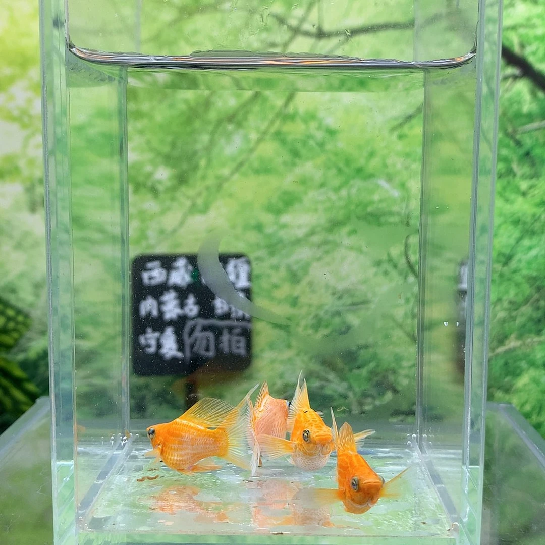 海水鱼9号2对大压成黄金