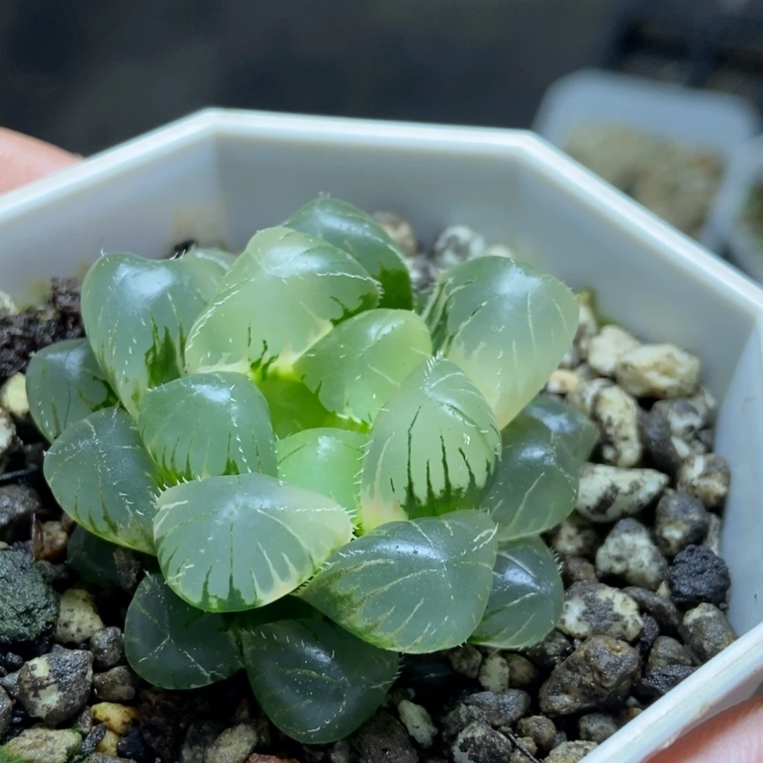 实生玉露锦一物一拍