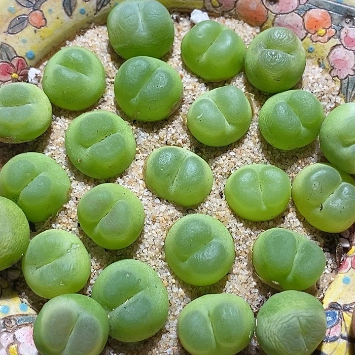 17553拉登样本一颗