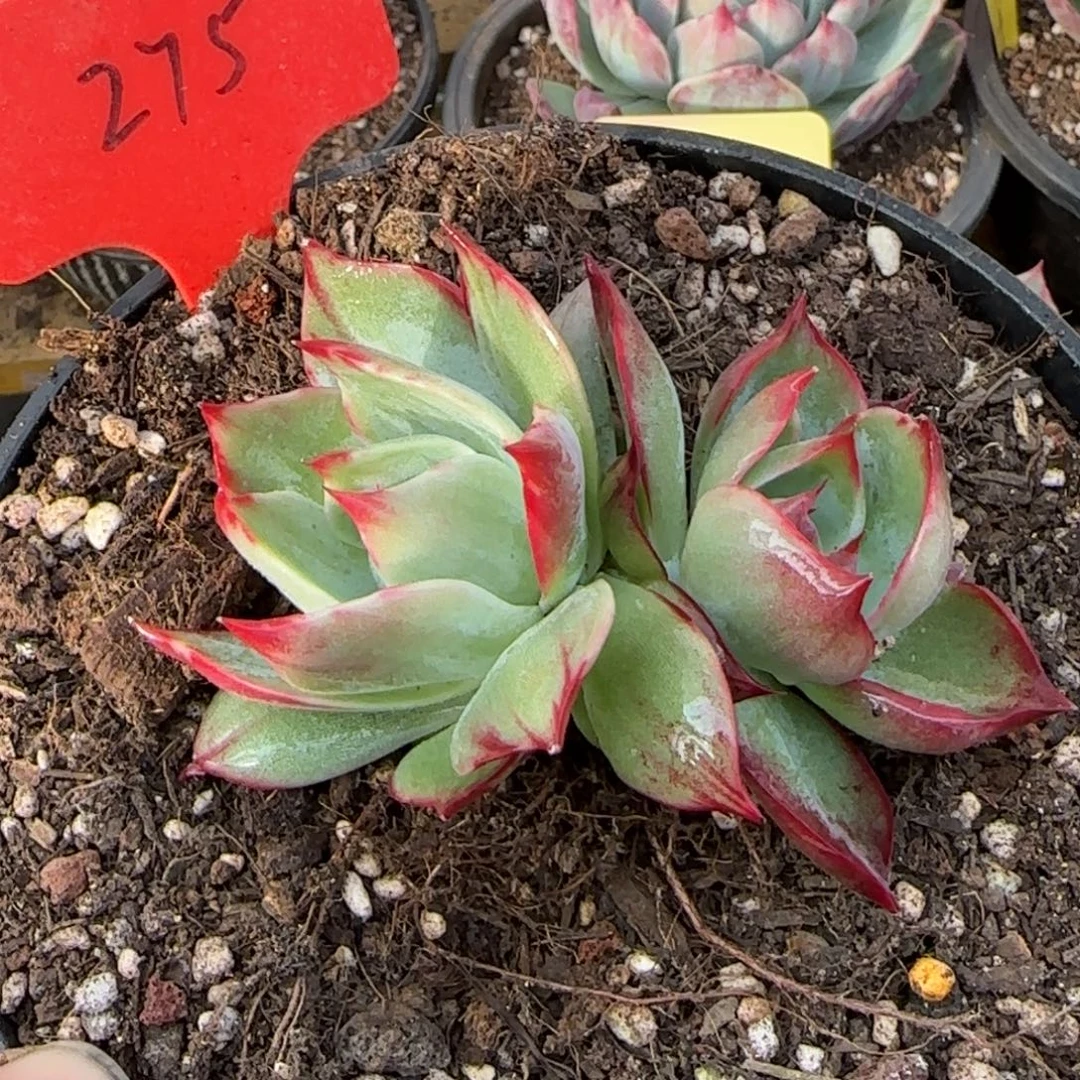 惊鸿一物一拍包装收缩花旱275