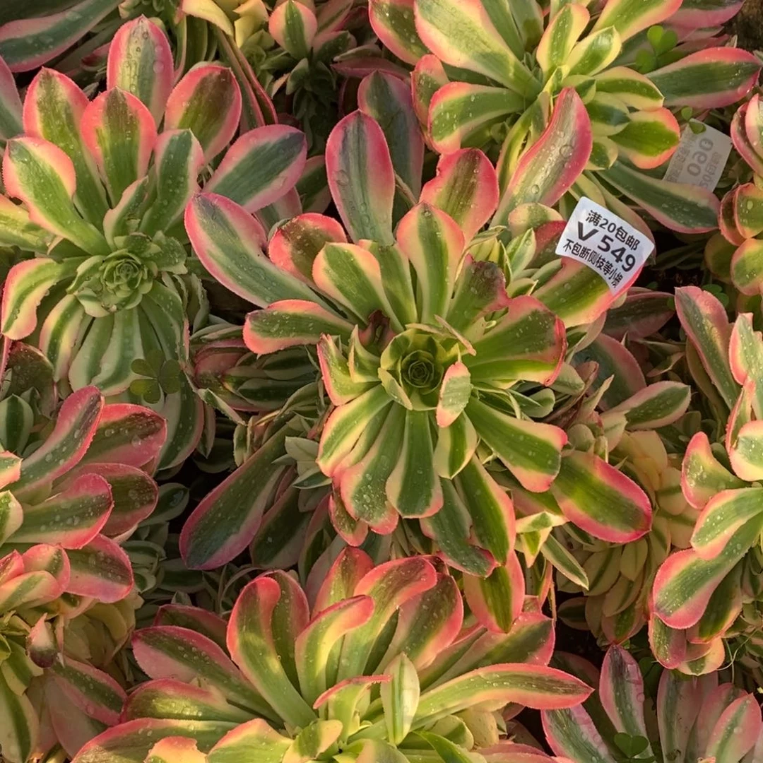 宁*549女巫多肉法师锦