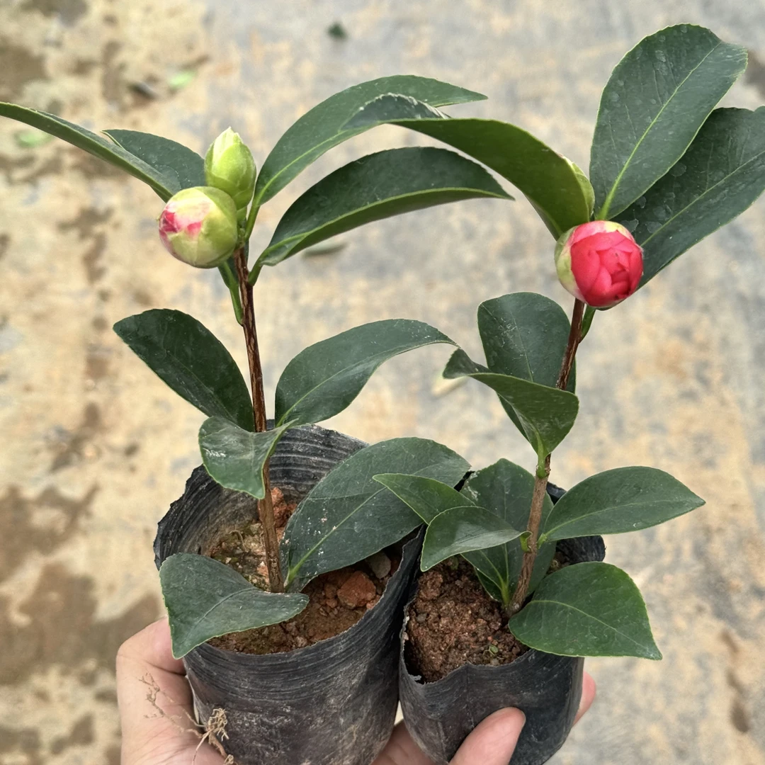 新品福利四季茶花带花苞2颗包邮