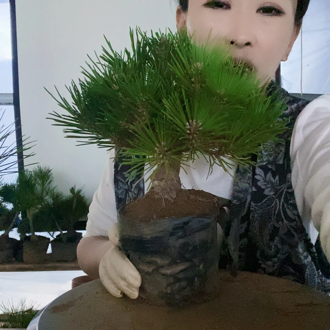 无花朵植物形态多年生草本
